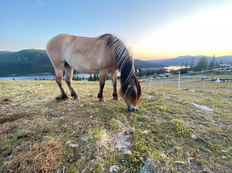Hest Spåtind Fjellhotell